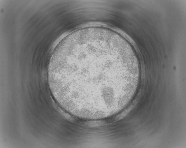 X0000079310953200612151749