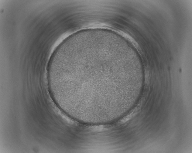 X0000079310990200612151748