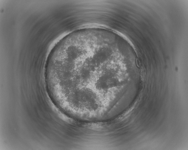 X0000079310995200612151747