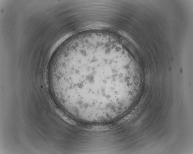 X0000079311026200612151747