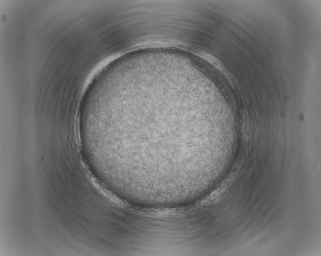 X0000079311030200612151747