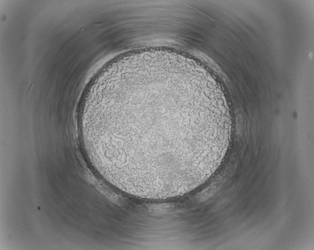 X0000079311031200612151747