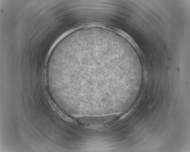 X0000079311052200612151747