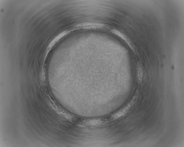 X0000079311074200612151746