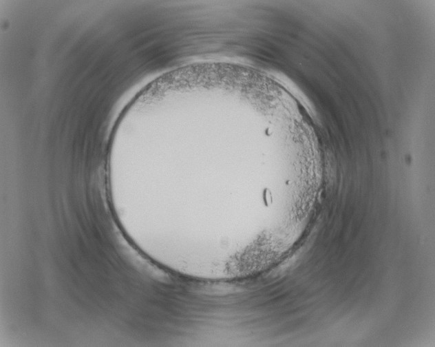 X0000079311100200612151746