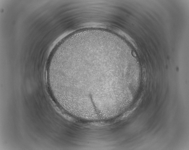 X0000079311125200612151745