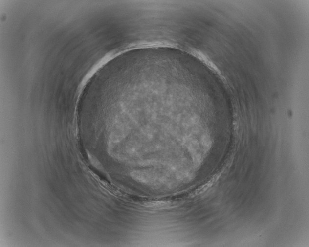 X0000079311173200612151745