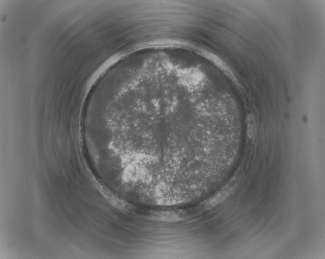 X0000079311229200612151744