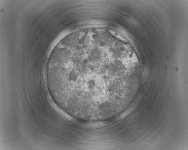 X0000079311243200612151744