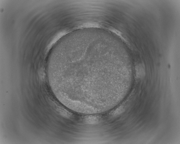 X0000079311266200612151743