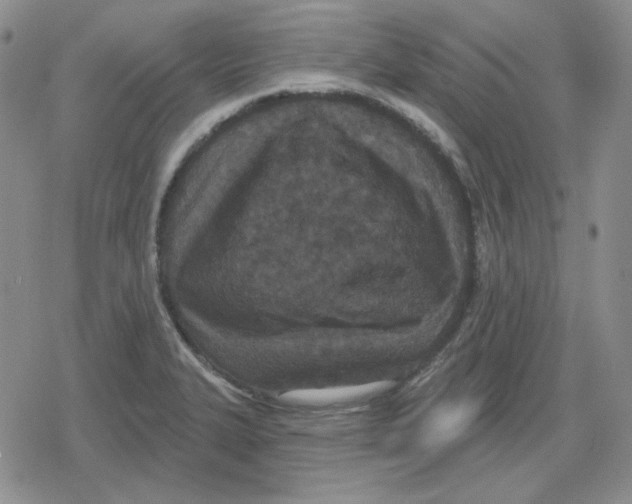 X0000079311327200612151742