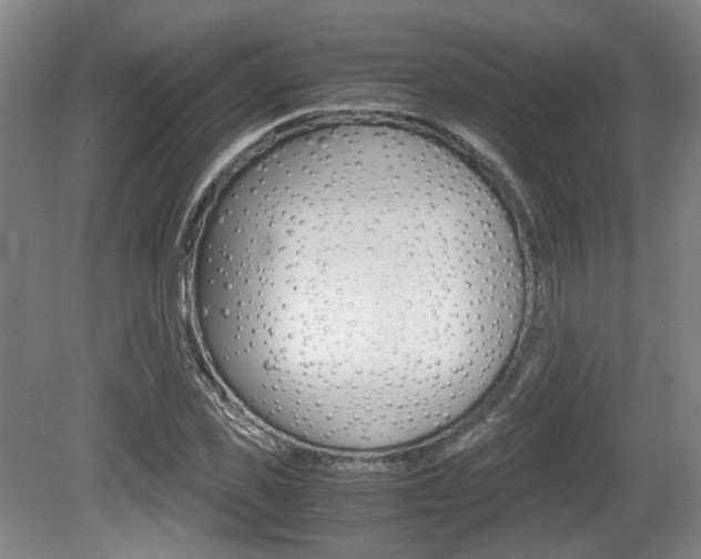 X0000079320925200611170926