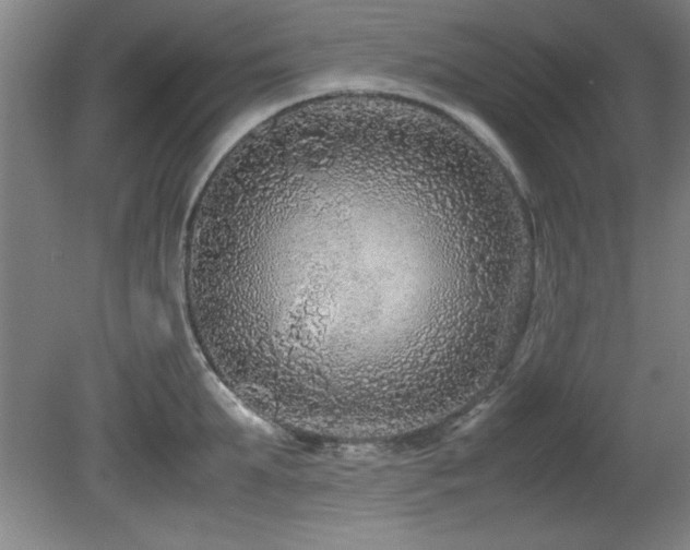 X0000079320903200611171120