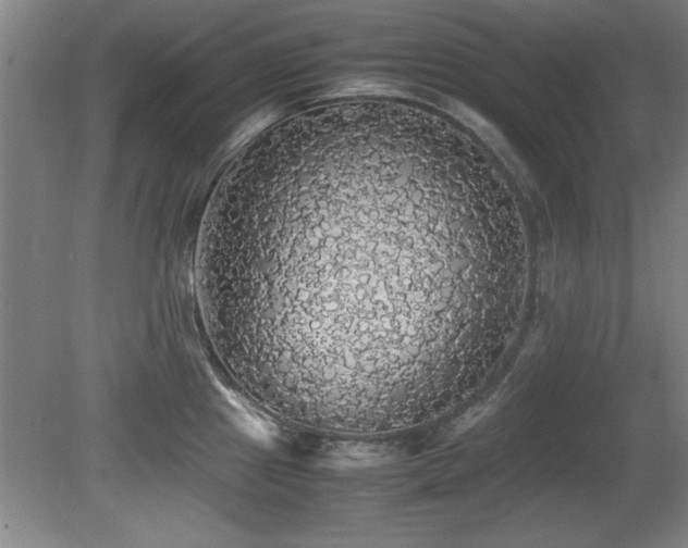 X0000079321241200611171114