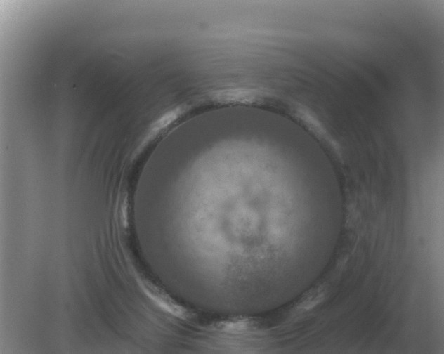 X0000079320068200611251815