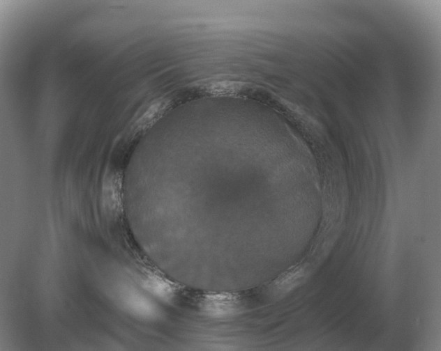 X0000079320240200611251812