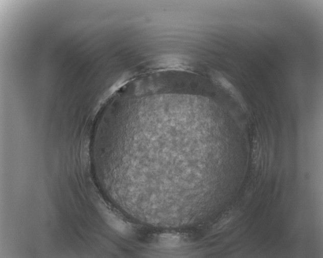 X0000079320394200611251810