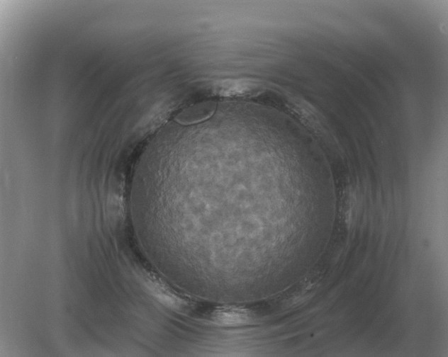 X0000079320510200611251808