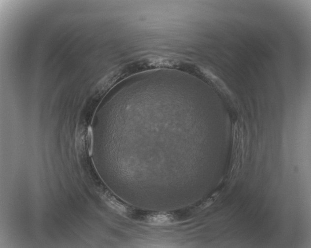 X0000079320513200611251808