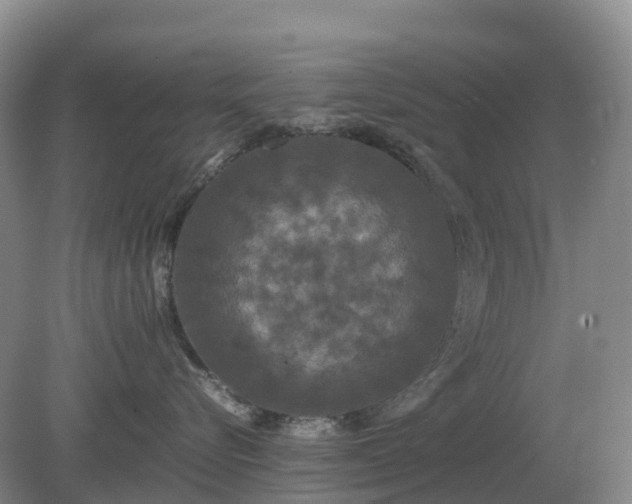 X0000079320576200611251808