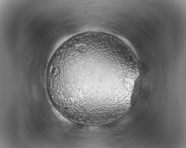 X0000079320903200611251801