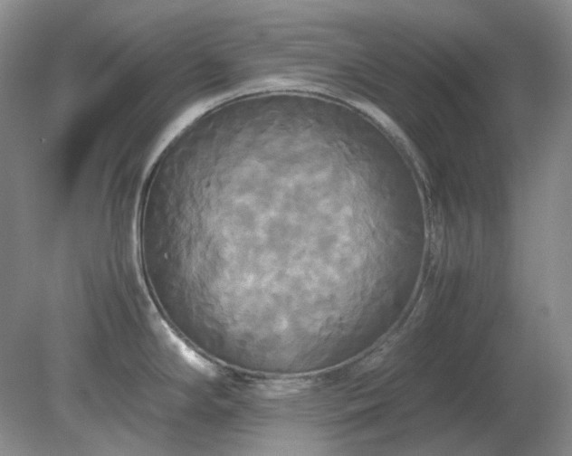 X0000079321294200611251755