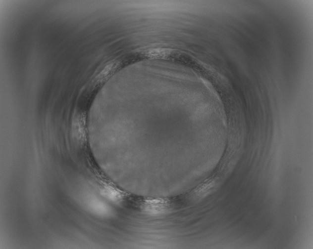 X0000079320240200612011850