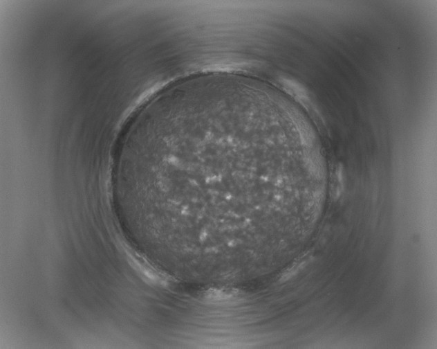 X0000079320346200612011848