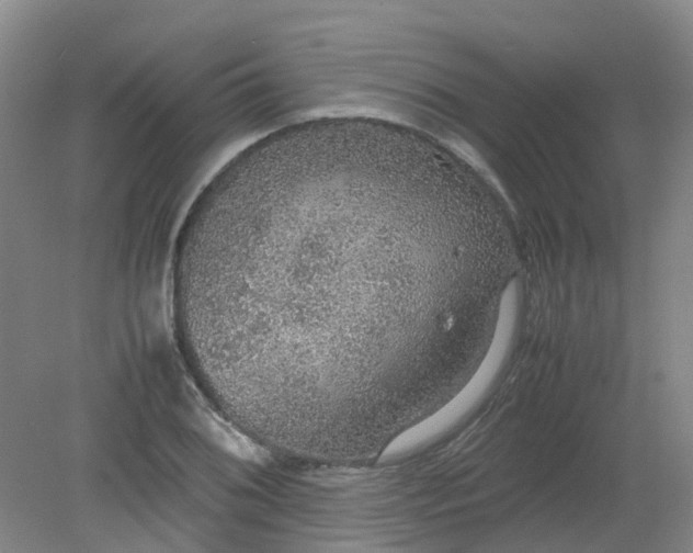 X0000079321076200612011836