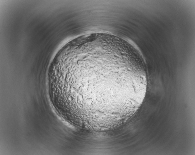 X0000079321096200612011836