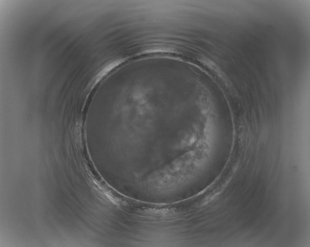 X0000079321121200612011835