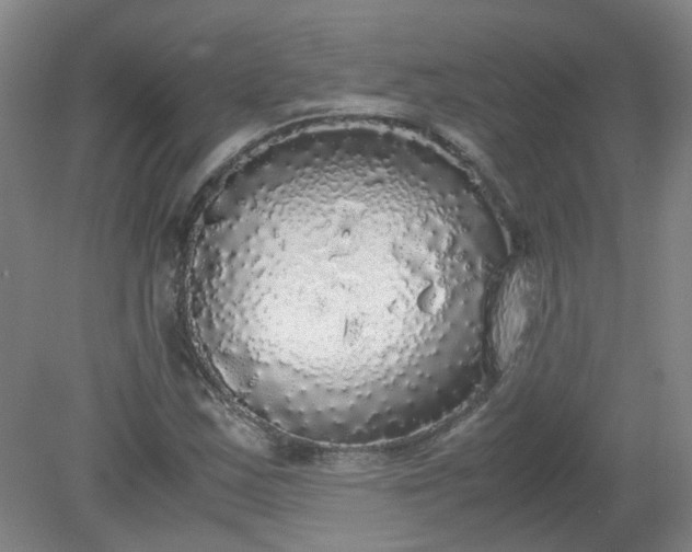 X0000079321163200612011834