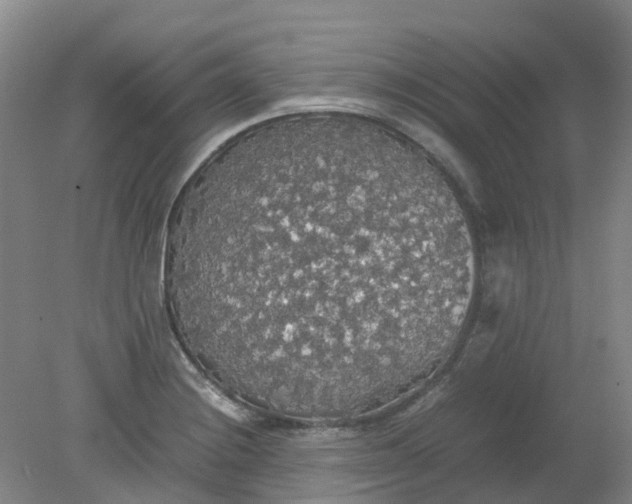 X0000079321228200612011834