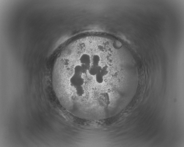 X0000079321255200612011833