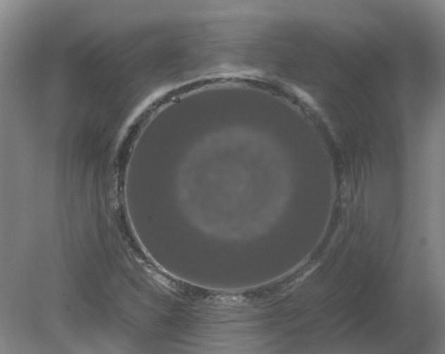 X0000079321310200612011832