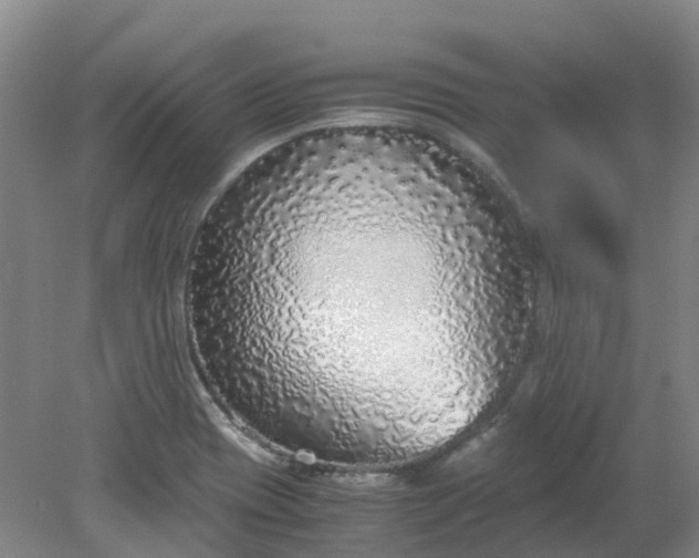 X0000079321417200612011830