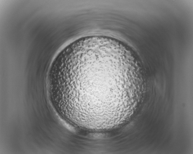 X0000079321517200612011829