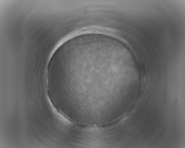 X0000079321522200612011829