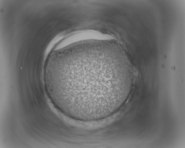 X0000079320006200612081946