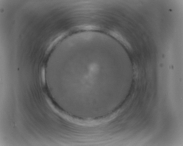 X0000079320014200612081945