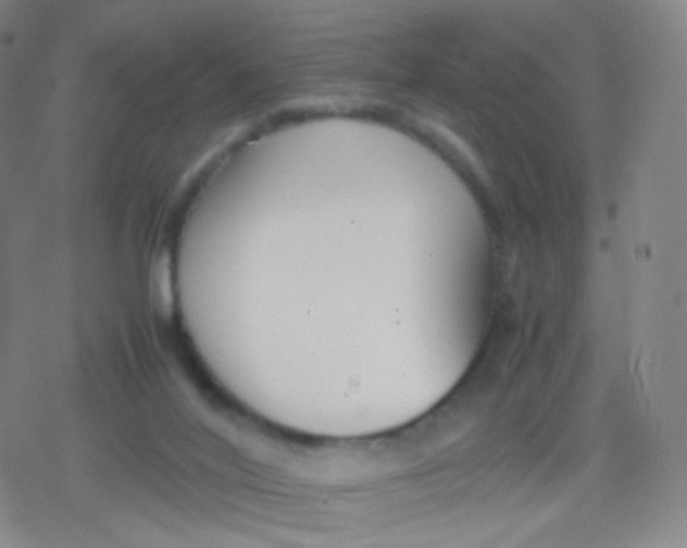 X0000079320020200612081945