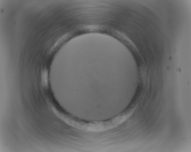 X0000079320024200612081945