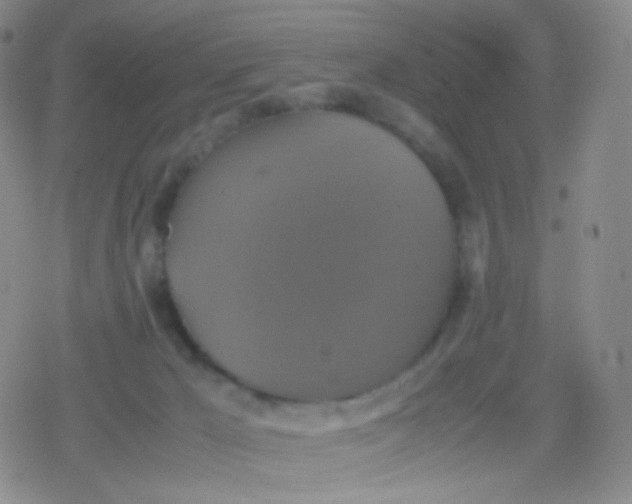 X0000079320029200612081945