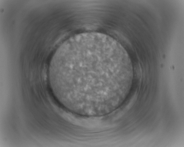 X0000079320032200612081945