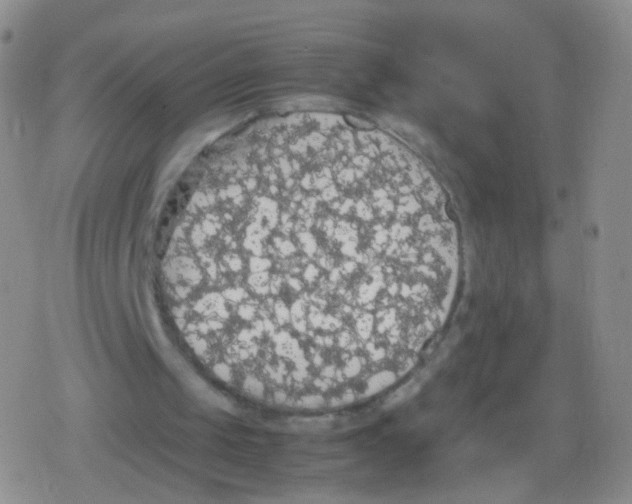 X0000079320049200612081944