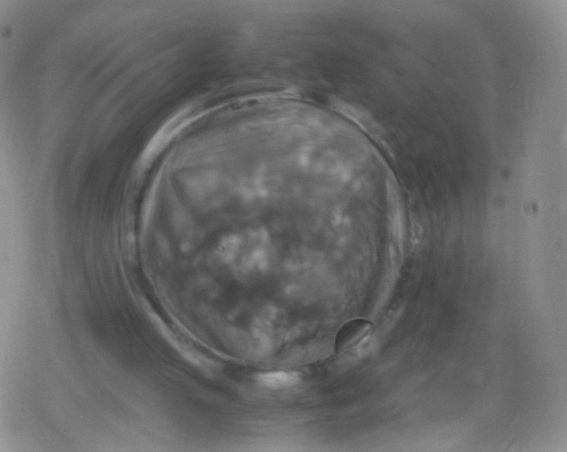 X0000079320053200612081944