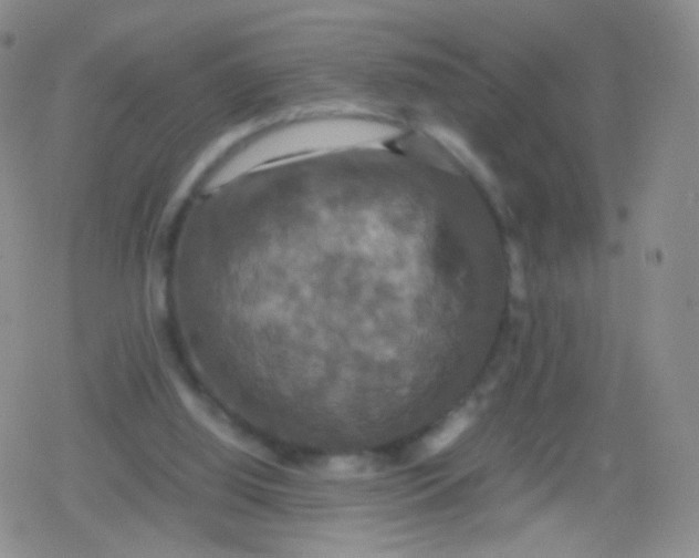 X0000079320060200612081944