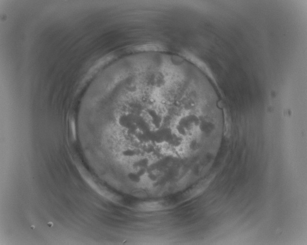 X0000079320061200612081944