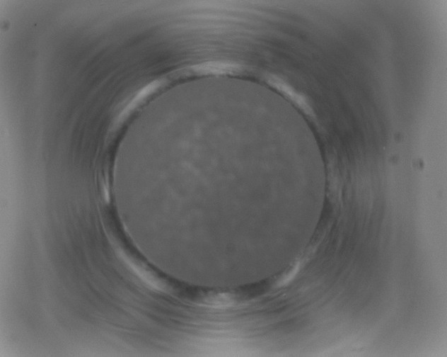 X0000079320062200612081944