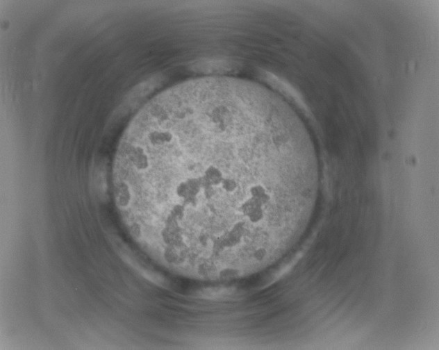 X0000079320065200612081944